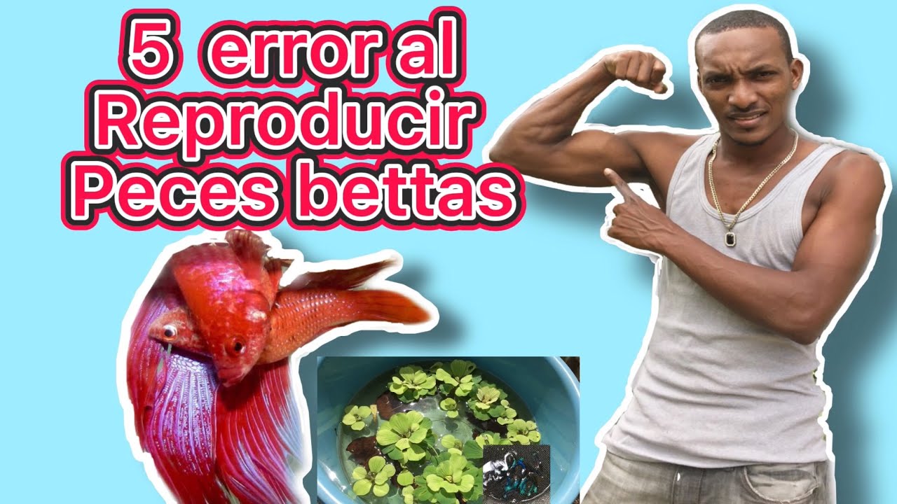 5 Cosas que no deben hacer al reproducir peces bettas