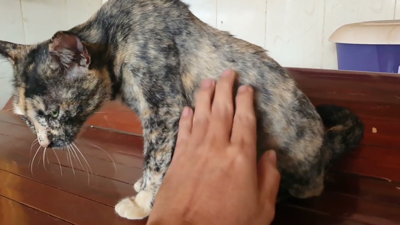 My cat is about to give birth - LuLu Kittens