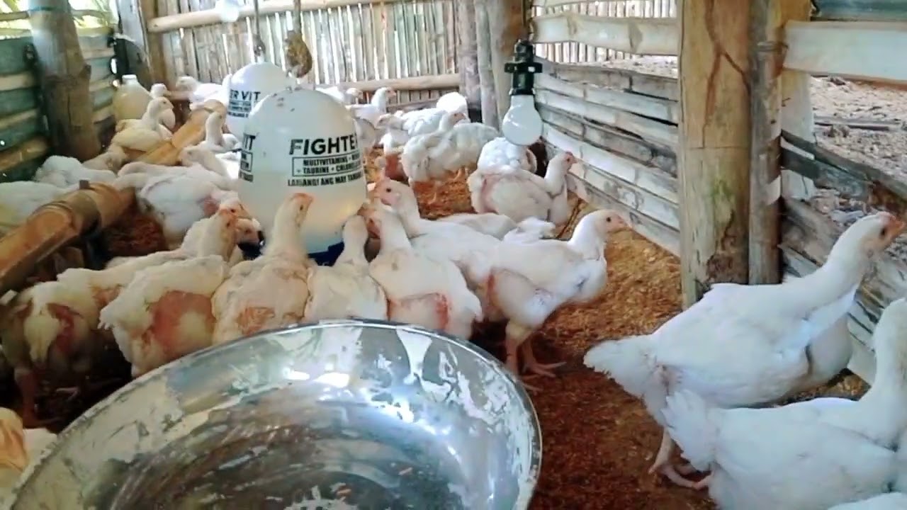 Average na timbang sa 25 days old broiler chicken...