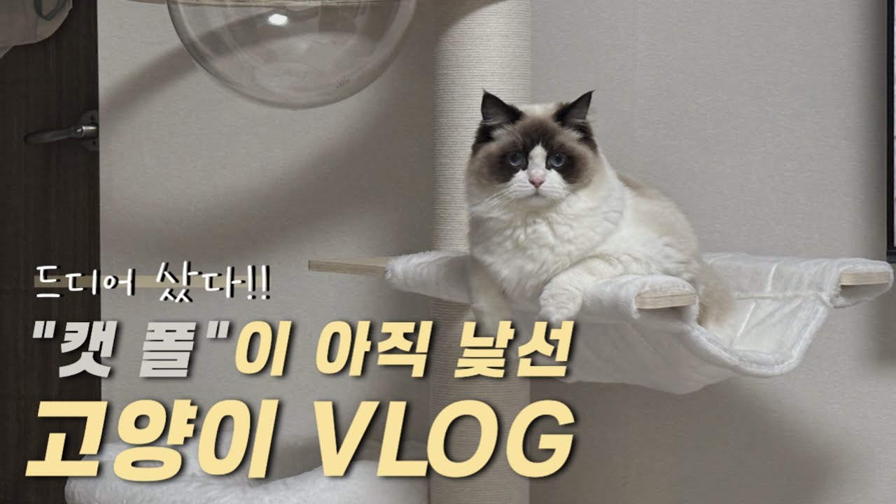 완벽한 개고양이 집사가 되기 위한 노력! ✊🏻 | 강아지&고양이와 함께하는 주말 브이로그 🐶🩶🐱