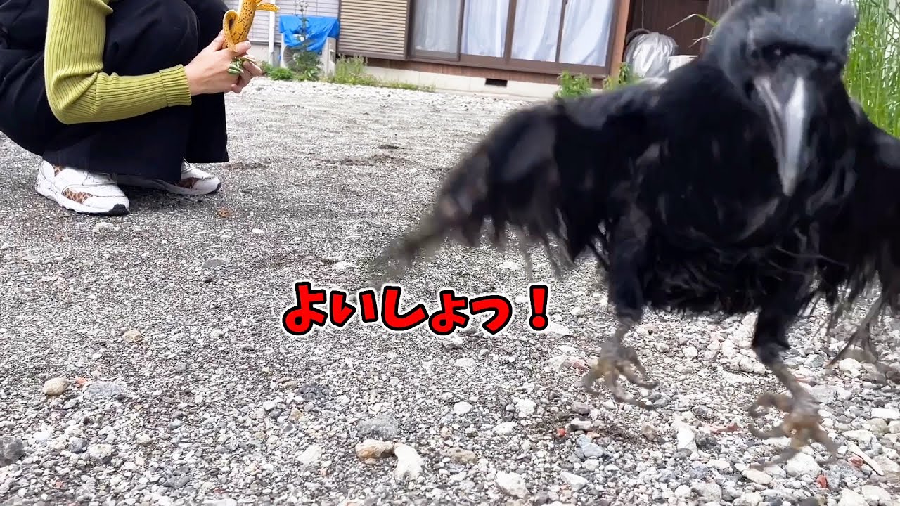 カラスのささみが飛ぶ練習を始めました