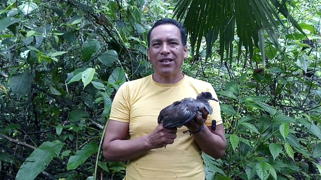 La perdiz Amazonica en peligro de extinción