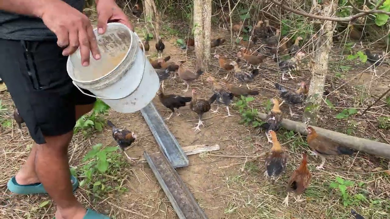 Feeding time 