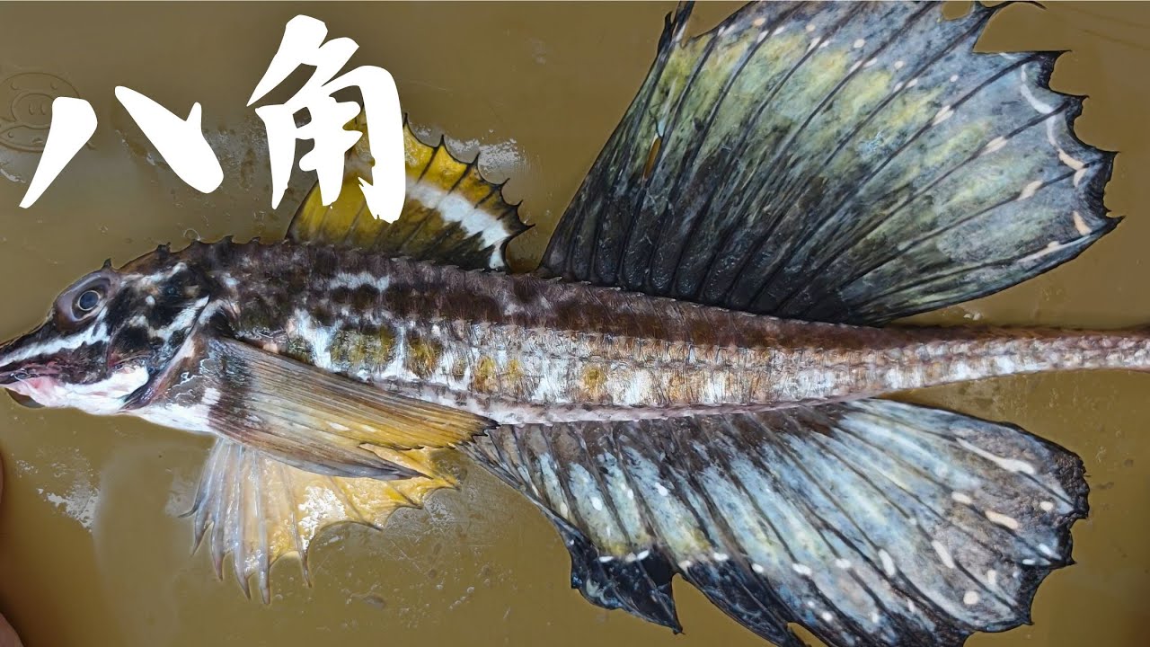 北海道進口的八角又爛肚 魚肝都黑了