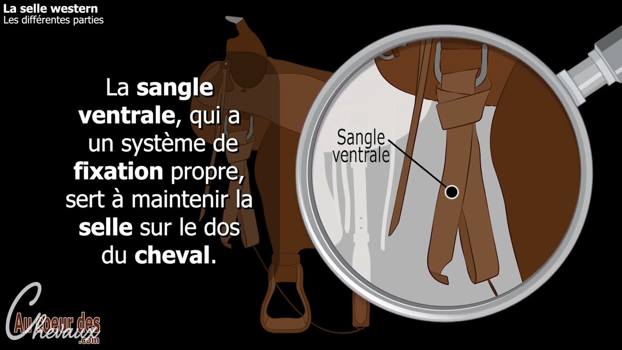 Équitation - Les différentes parties de la selle western, un élément clé de l'équitation de travail