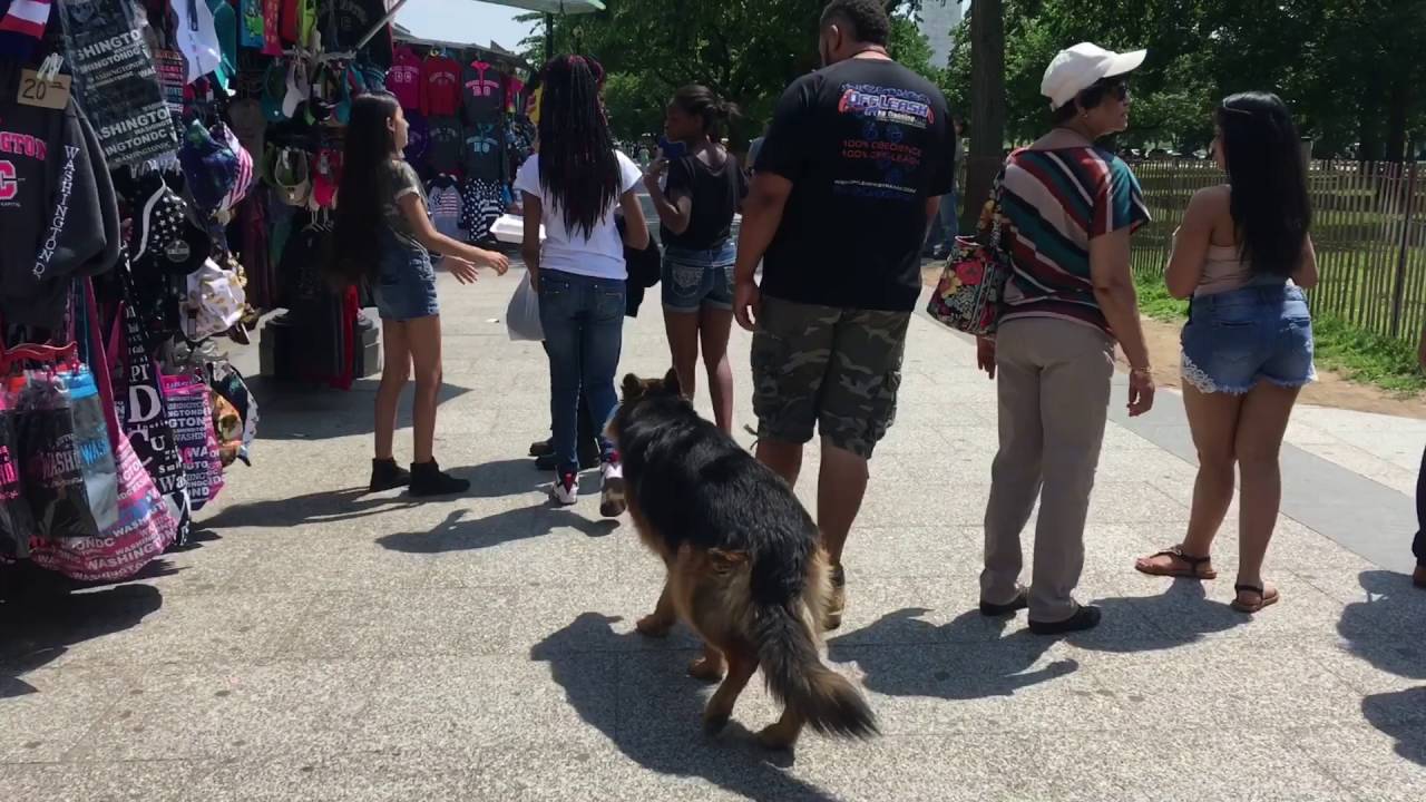 1-Year Old German Shepherd, Foster! High Distraction  German Shepherd Dog Training!