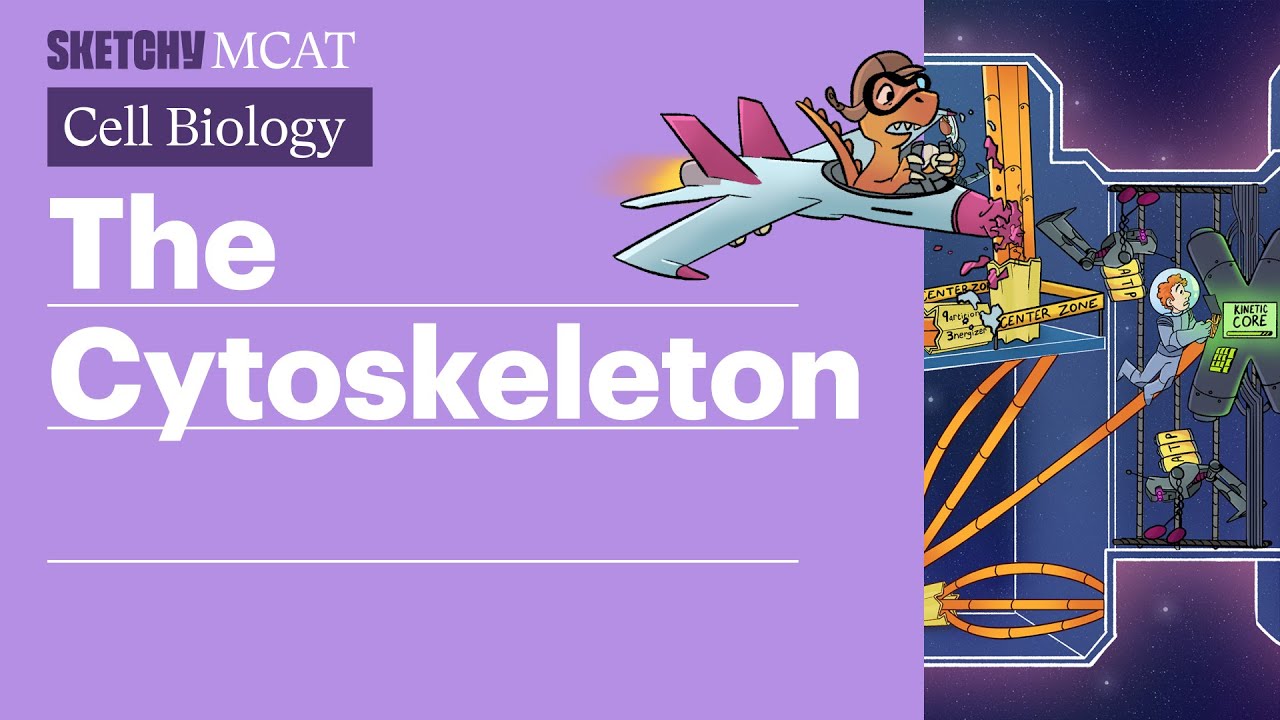 Cytoskeleton: Components, Functions & Role in Cell Division (Full Lesson) | Sketchy MCAT
