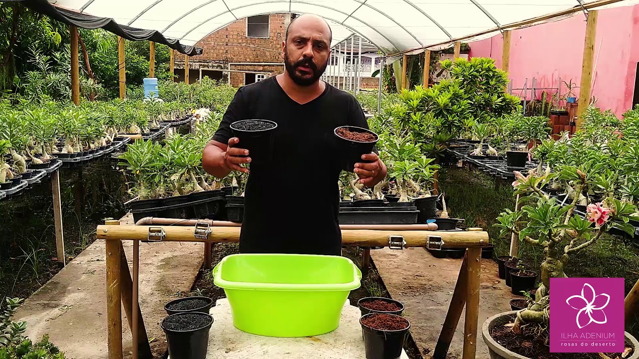 Como fazer um Excelente Substrato Para Rosa do Deserto