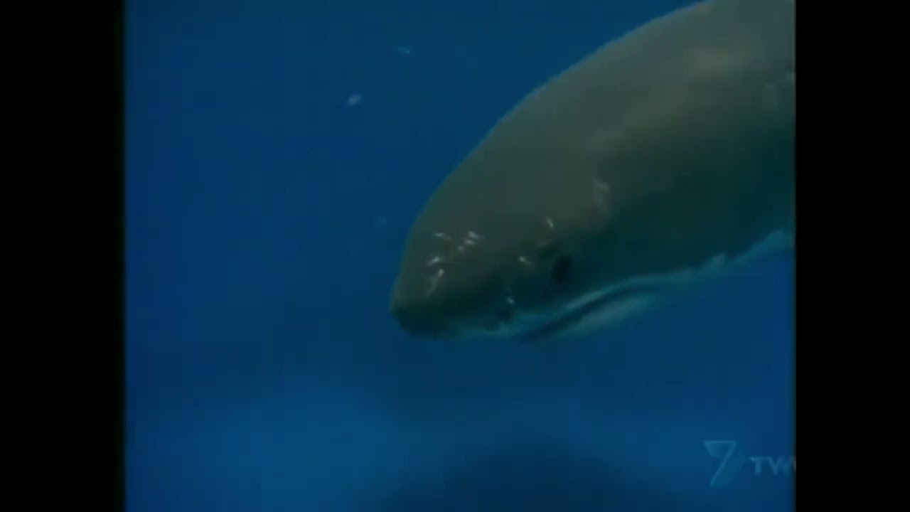 Home and Away: 1989 Shark Attack!