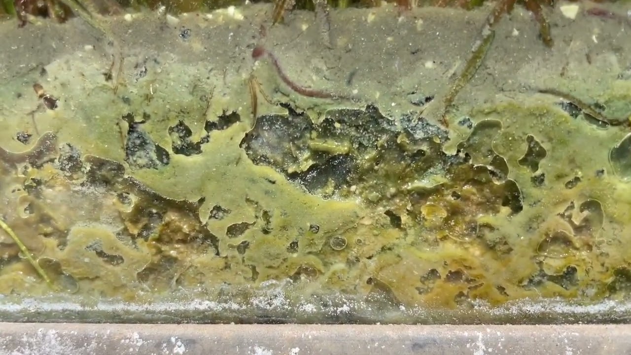 See what a deep sand, dirt, or clay substrate with 100% root plant coverage without a Plenum.
