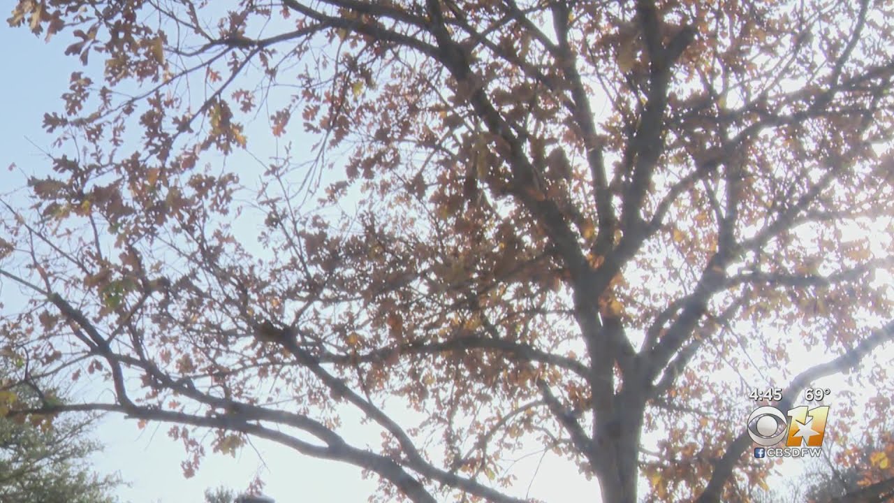 Fighting oak wilt, the fungus devastating trees across North Texas