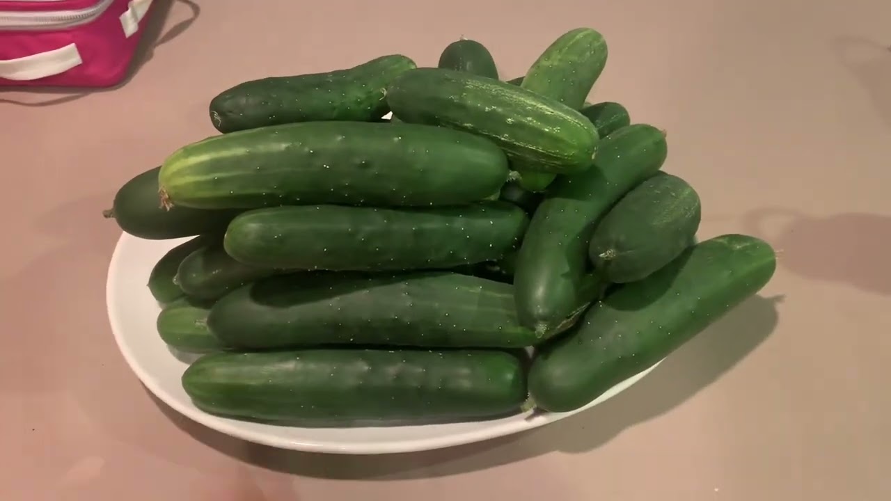 Fish Hydrolysate Is Magic on Cucumbers