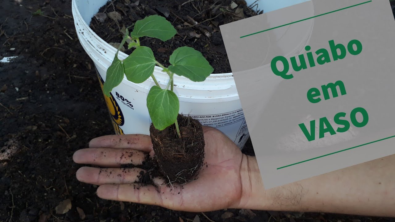 Como plantar QUIABO em vaso - Da semente a colheita