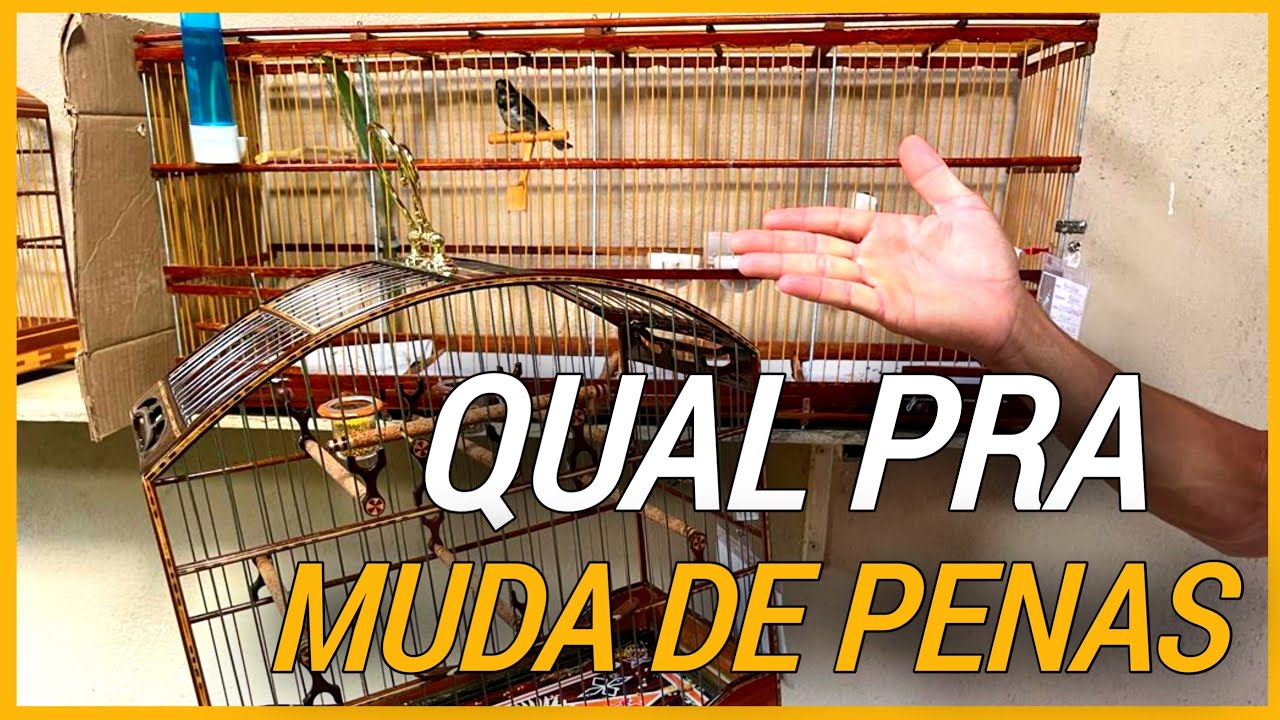 muda de penas | saiba ? qual gaiola pra coleiro papa capim mudar de penas
