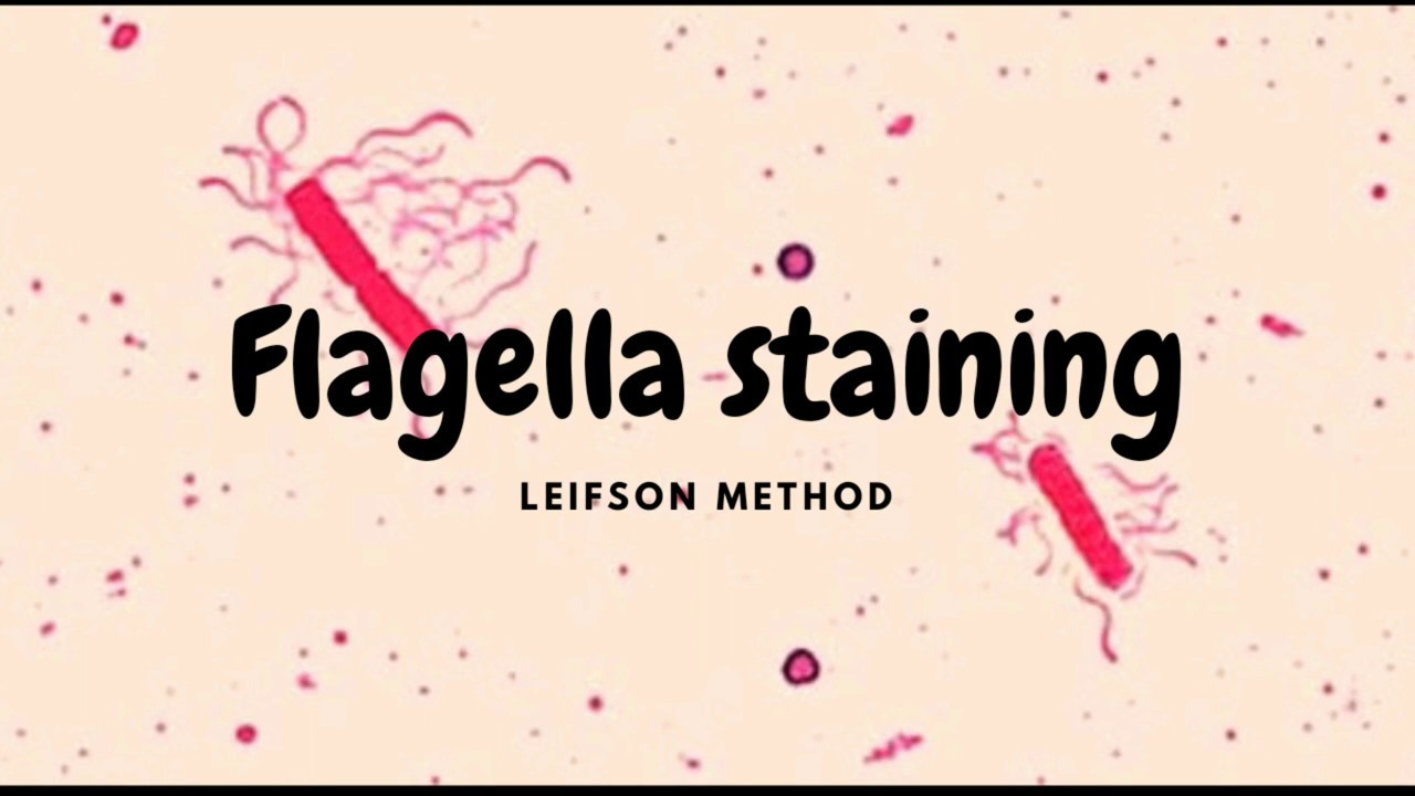 Flagella Staining: Leifson Method