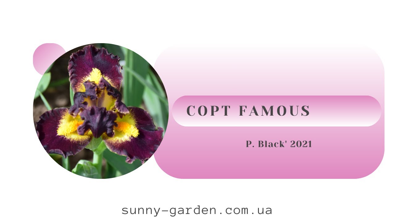 Сорт FAMOUS, P. Black' 2021