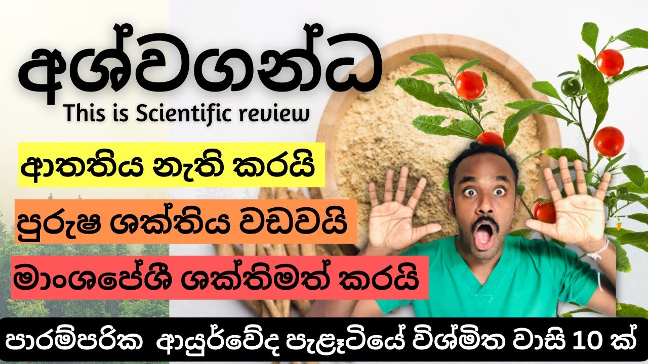 ලෝකයේ බලගතුම ආයුර්වේද ශාකය ( අශ්වගන්ධ ) පිළිබඳ සම්පූර්ණ විස්තරය | Complete review of Ashwagandha
