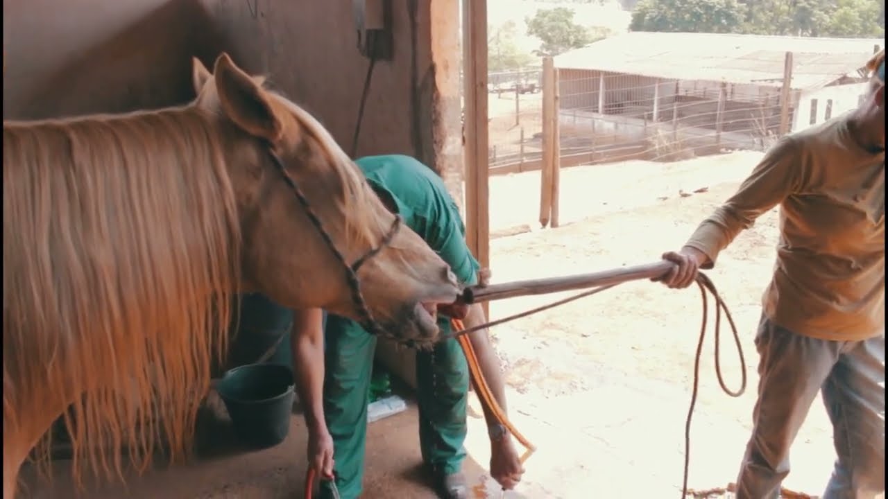 Um cavalo com cólica e desidratação, confira só o que deu | Dr. André Simon | Ep.13