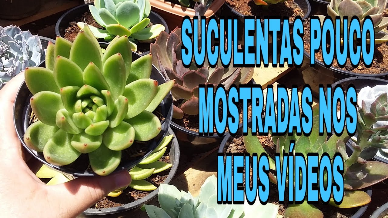 Suculentas pouco mostradas nos meus vídeos