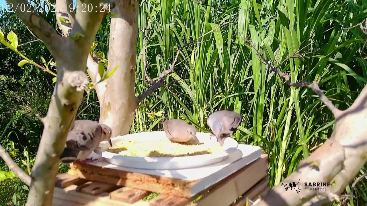 Pássaros livres se alimentando - Free birds