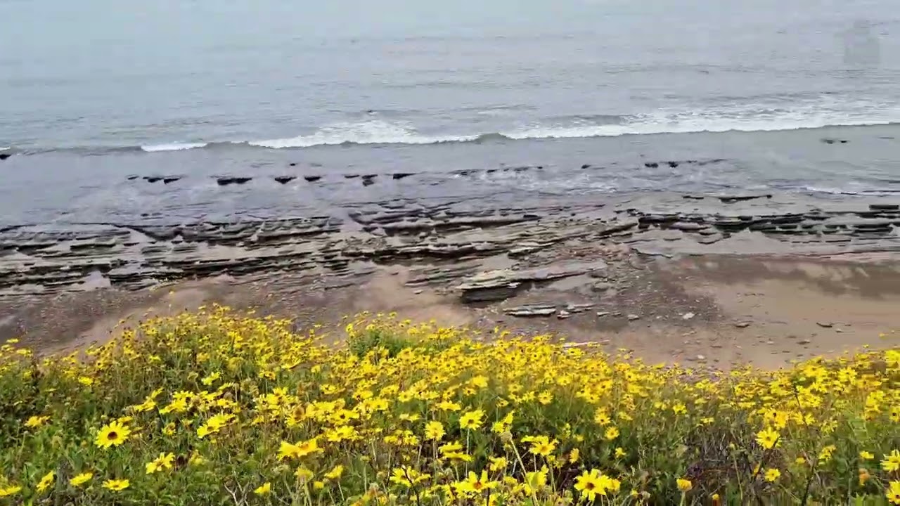 Qué hermoso lugar. #Playa #usa #california #ocean #aventura #viajes #flores 