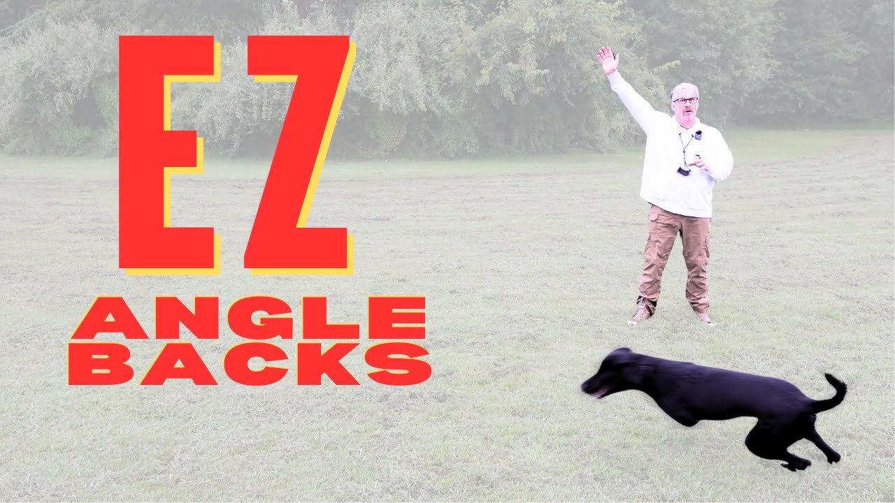 Retriever Training: Hillman “Y Drill on Steroids” with Directional Casts | Boone’s Success