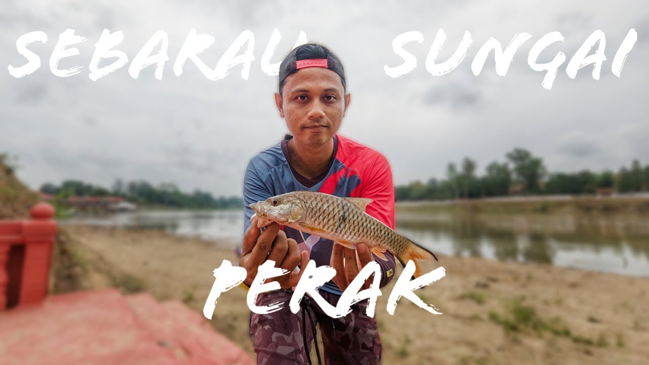 Sebarau Musim Kemarau - Sungai Perak Kuala Kangsar