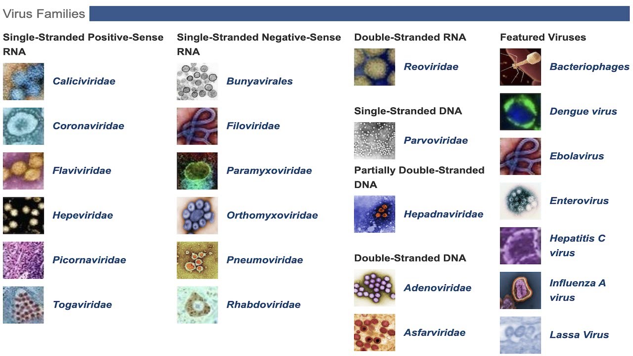 Viral Data in BV BRC