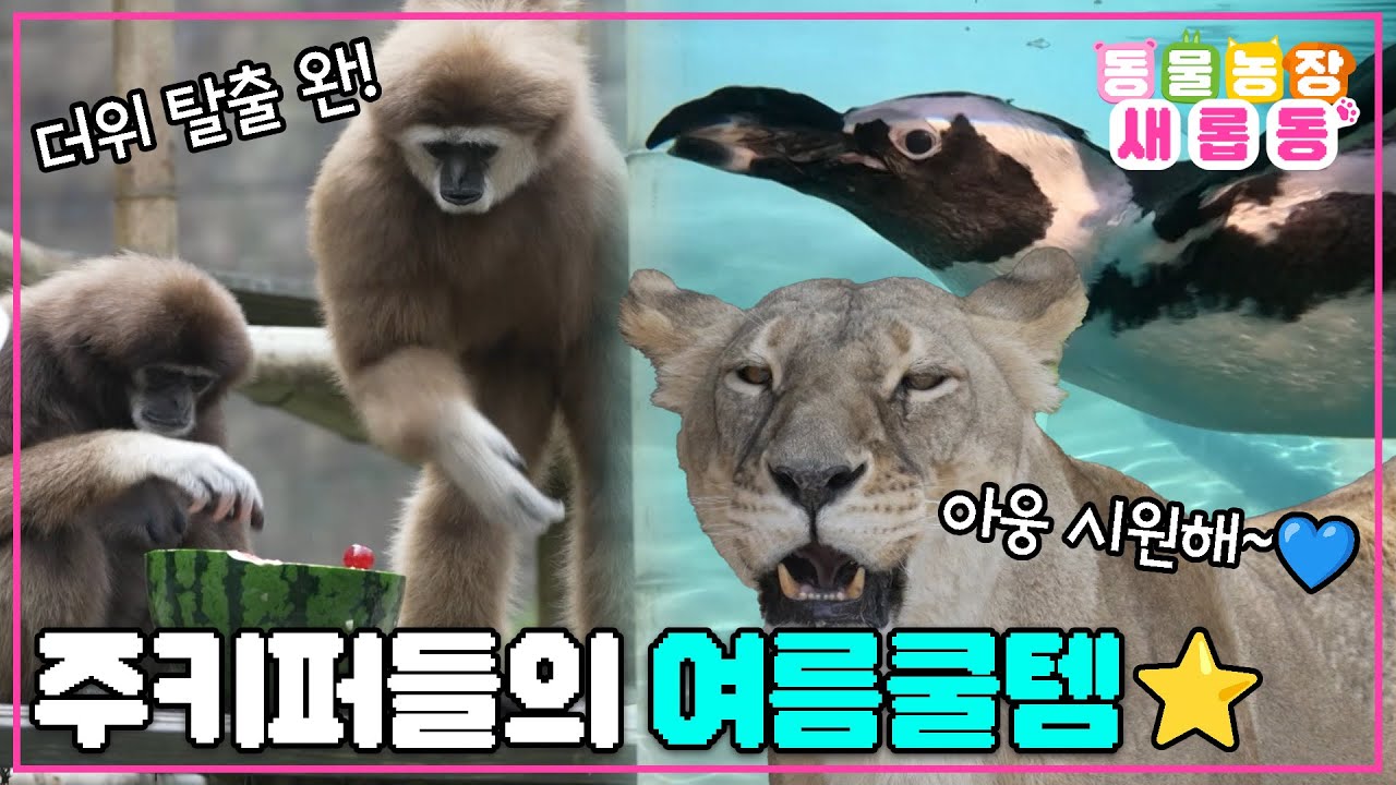 [#새롭동물농장] 동물들의 여름을 책임지는 주키퍼들의 노력😍 특별히 준비한 Coooool한 아이템의 등장🧊 / EP.1182 #TV동물농장 #AnimalFarm #SBSstory
