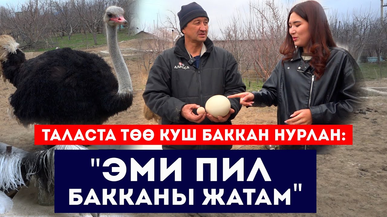 Таласта төө куш баккан Нурлан: 