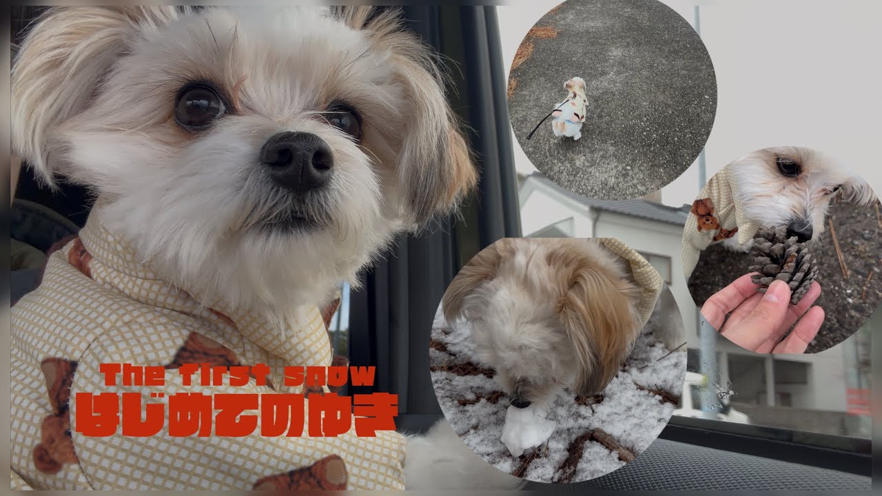 初めての雪に大興奮の子犬🐶❄️／Puppy sees snow for the first time