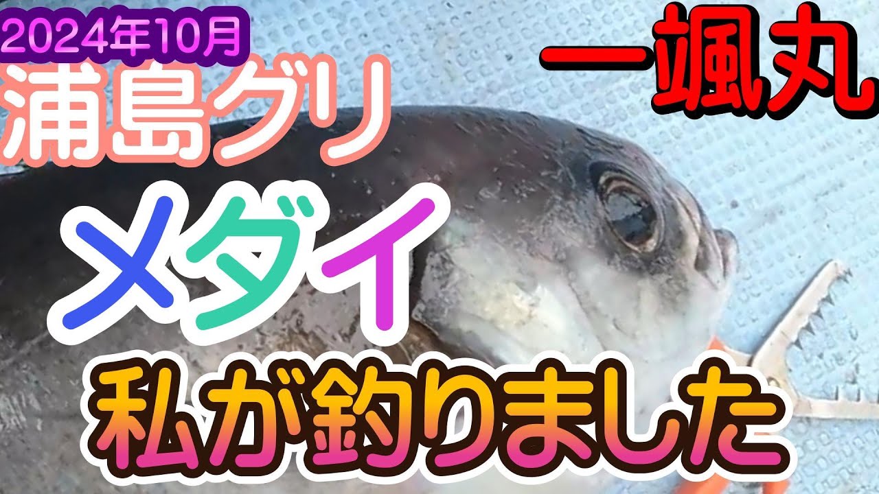 【浦島グリ　メダイ】大きなメダイ  初めてでも釣れました　一颯丸