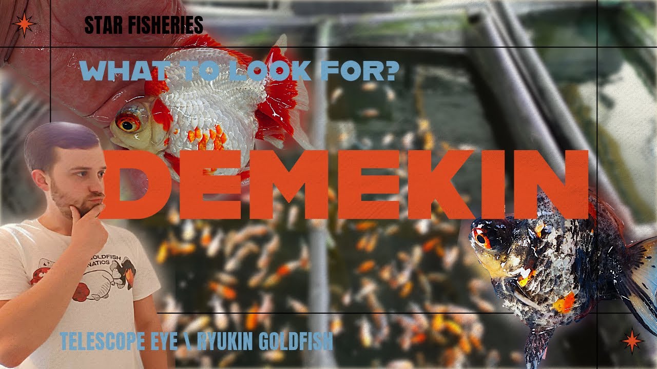 VERY HIGH QUALITY Demekin Goldfish | Selecting Demekin @StarFisheriesUK