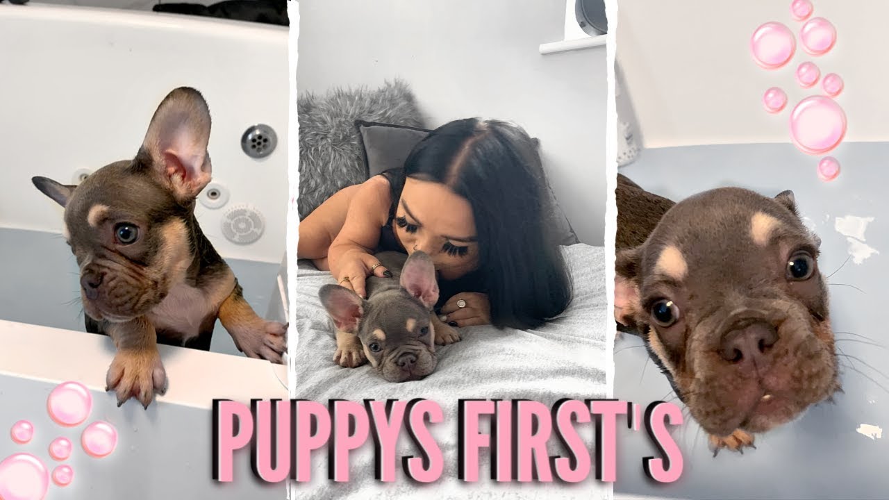 MY PUPPY - FIRST WALK, BATH & MORE 😱