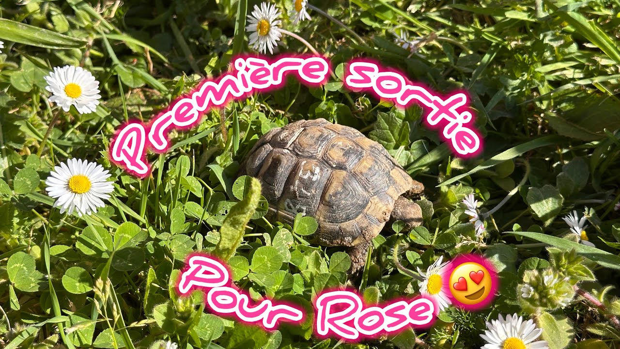 Le soleil ☀️ est de retour, je mets Rose dehors 