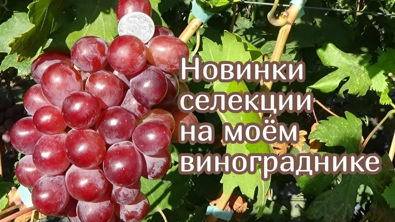 Новинки селекции винограда