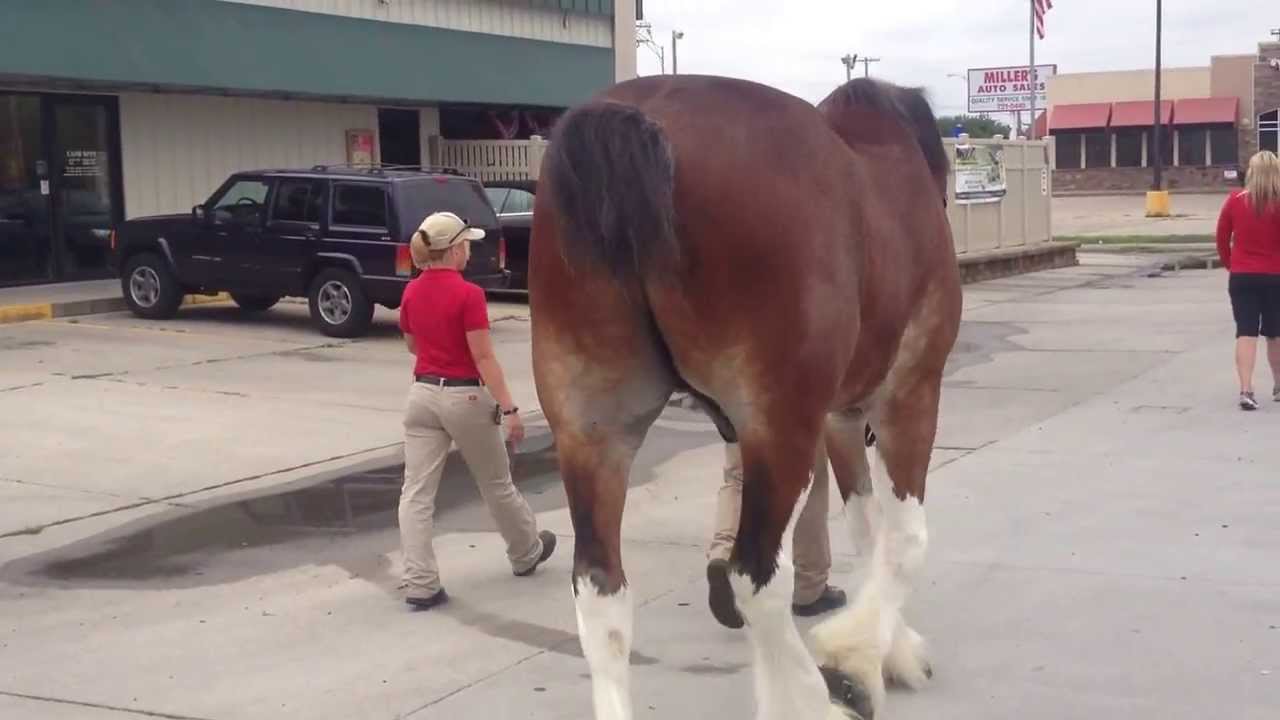 Where does a Clydesdale horse stop for a break...the Tin Lizzy Tavern!
