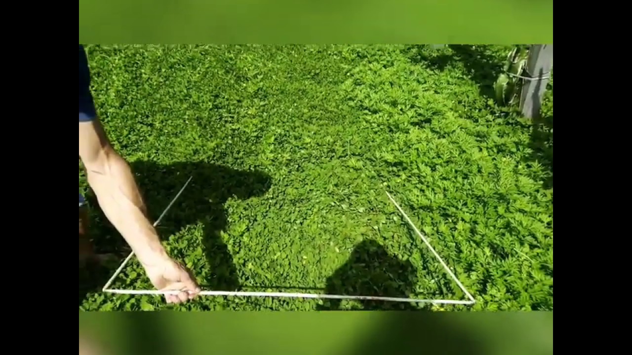 Aduba&ccedil;&atilde;o verde: Amendoim Forrageiro na Pitaya - S&iacute;tio Recanto das Pitayas