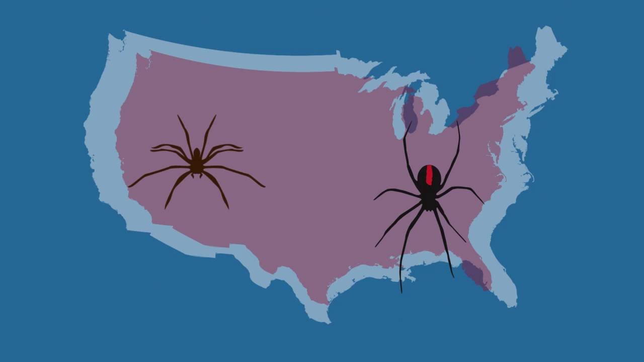 The Truth About Arachnophobia