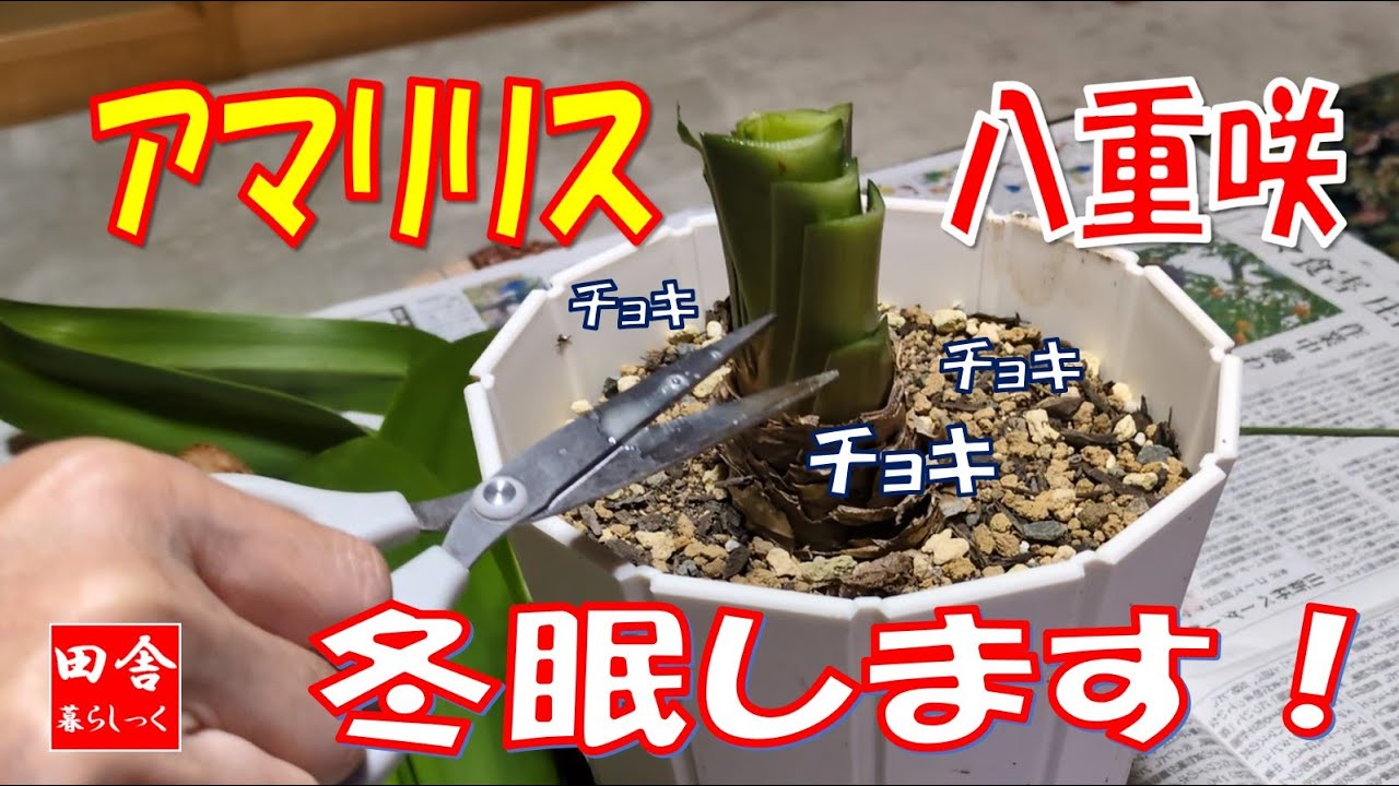 アマリリス　八重咲　冬眠します！