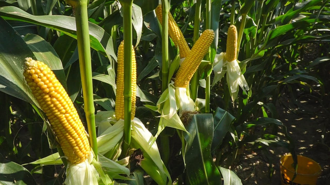 Młodzi rolnicy testują produkty Syngenta_DanielHaker_5_Talisman_ocena przed zbiorami
