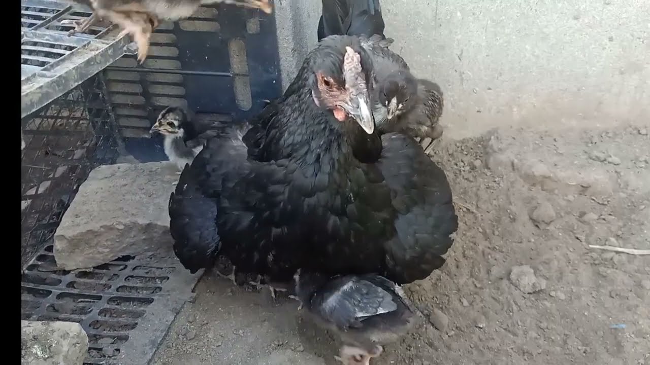 Can One Hen Hatch 21 Eggs? YES | My Hen Hatched 16 Chicks from 19 Eggs