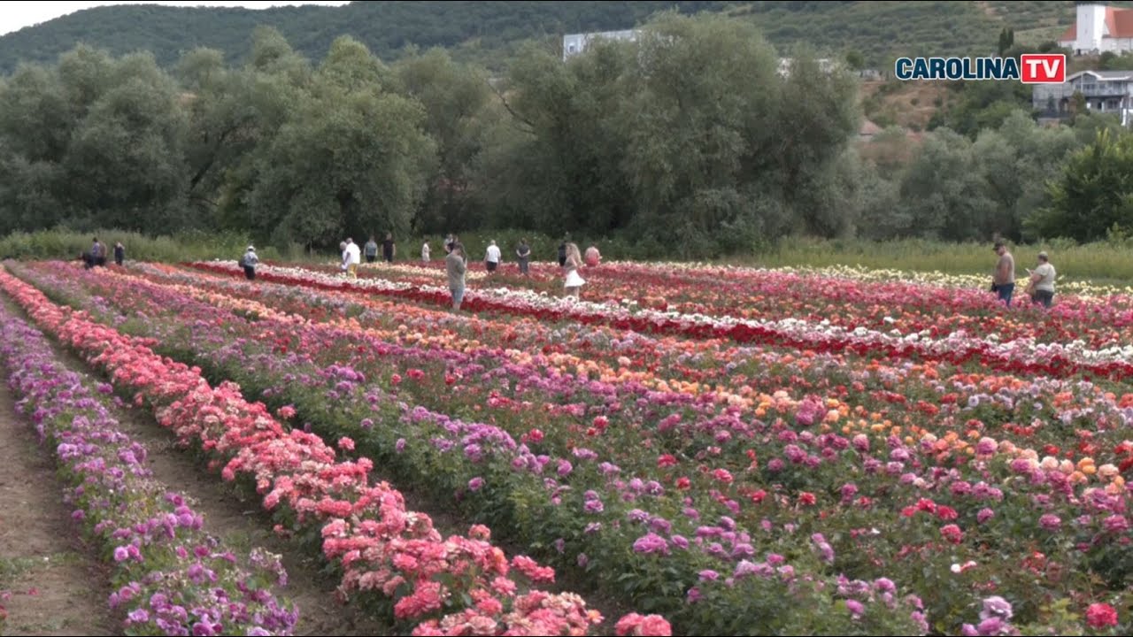 Tărâmul trandafirilor,  Ciumbrud