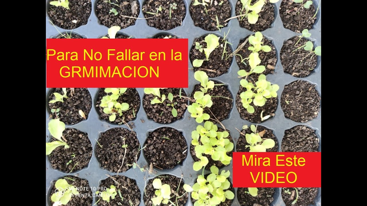 QUE CULTIVAR EN FEBRERO, HEMISFERIO NORTE / SUR