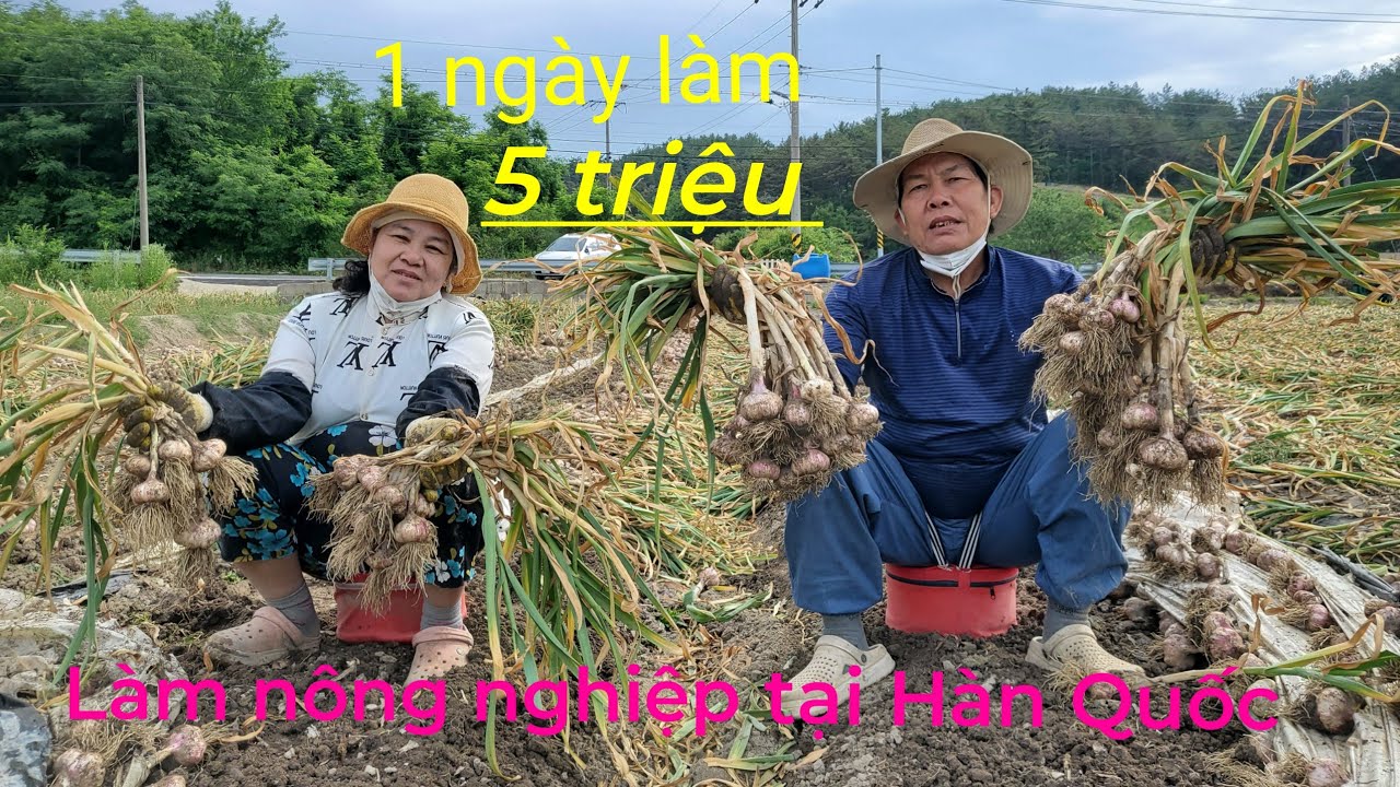 YUNJI TV[3]🇰🇷MỘT NGÀY ĐI LÀM NÔNG Ở HÀN QUỐC CỰC KHỔ NHƯ THẾ NÀO?? ĐI NHỔ TỎI NHA MỌI NGƯỜI