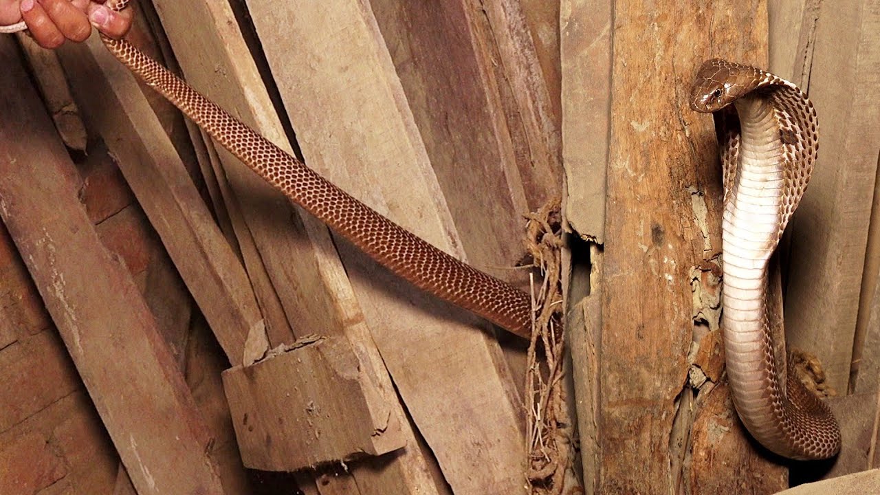 जहरीला नाग लकड़ियों के ढेर में कैसे अचानक किया अटैक! Venomous Cobra Snake rescue in the Village area