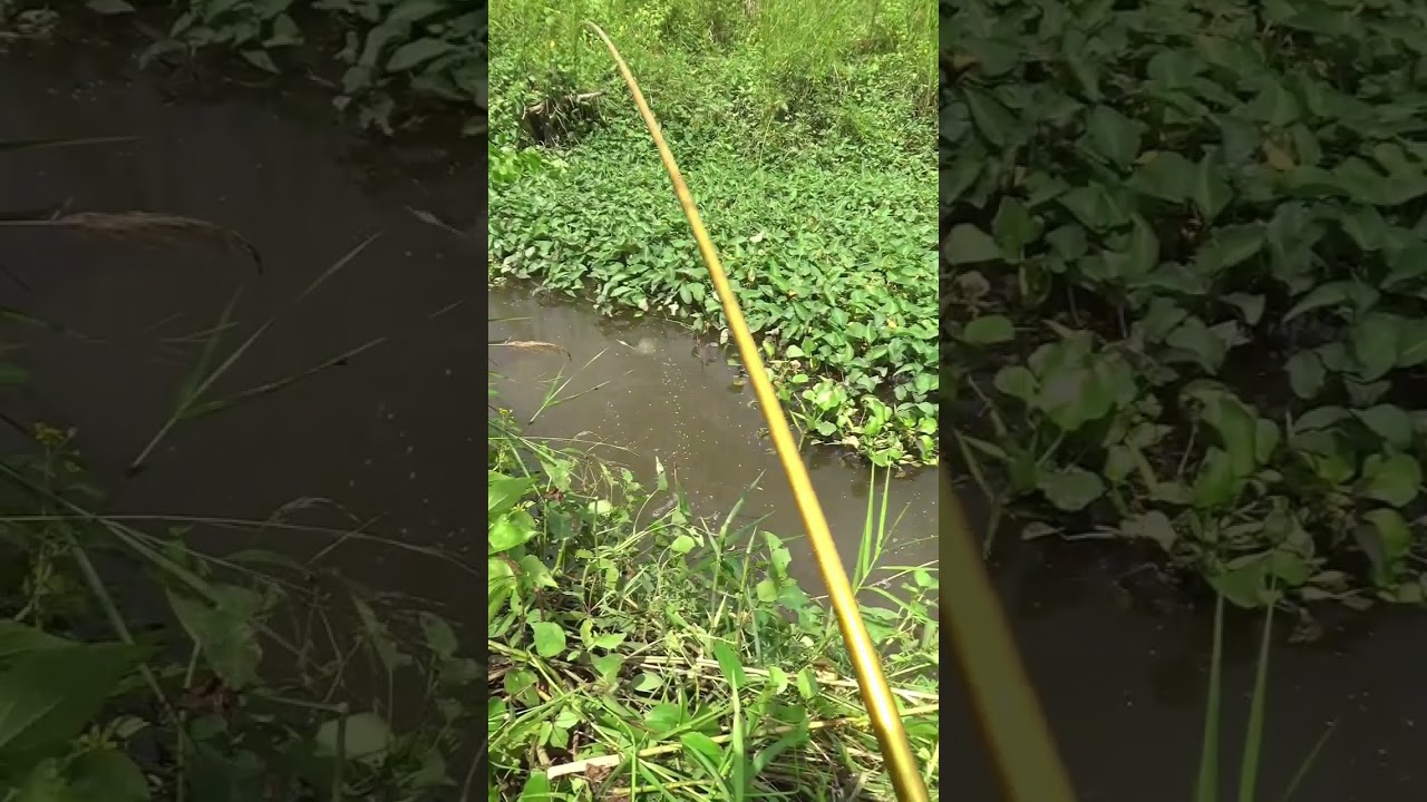 5 Rekomendasi Spot Mancing Gratis dan Menarik di Lebak Tahun 2025
