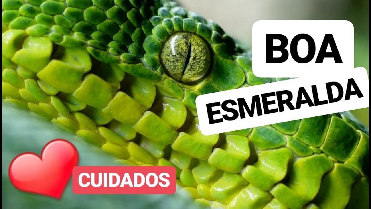 Cuidados BOA ESMERALDA 🐍 Corallus caninus 🐍 Boa Arborícola Verde