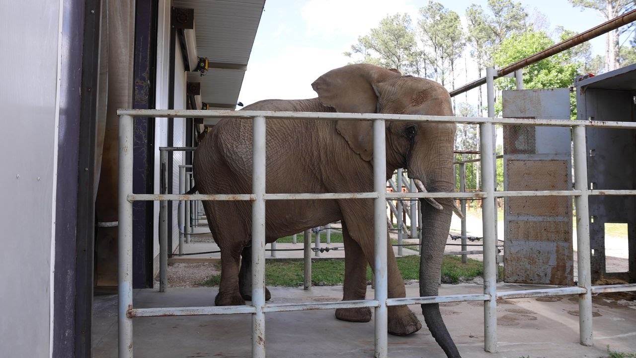 Zoo Knoxville’s Jana The Elephant arrives at new home