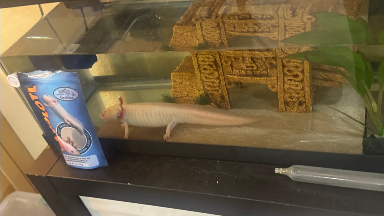 Cool photos of an axolotl, some fish  🐠 and a snake 🐍 